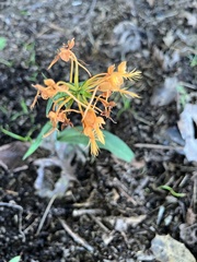 Platanthera ciliaris