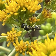 Parancistrocerus declivatus