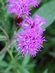 Vernonia