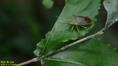 Acanthosoma denticaudum