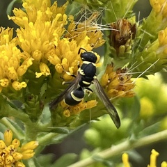 Parancistrocerus declivatus