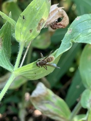Entomophthora