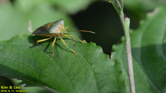 Acanthosoma denticaudum