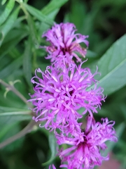 Vernonia