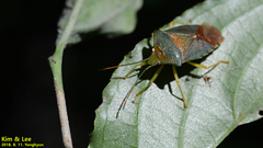 Acanthosoma denticaudum