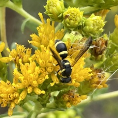 Parancistrocerus declivatus