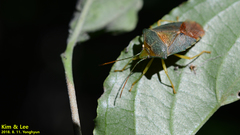 Acanthosoma denticaudum