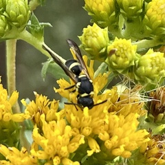 Parancistrocerus declivatus