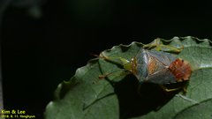 Acanthosoma denticaudum