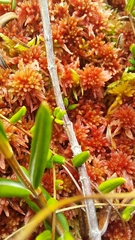 Sphagnum capillifolium
