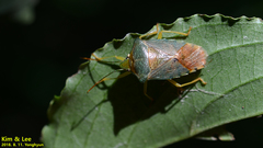 Acanthosoma denticaudum