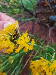 Chauliognathus basalis