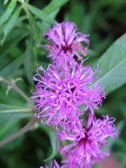 Vernonia