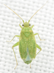 Orthotylus flavosparsus