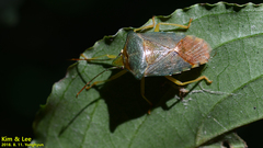 Acanthosoma denticaudum