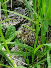 Anaxyrus americanus