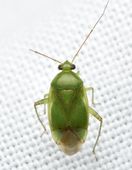 Apolygus spinolae
