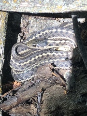 Thamnophis elegans