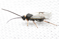 Microgastrinae