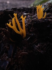 Calocera viscosa