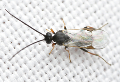 Microgastrinae