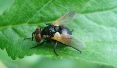 Gymnosoma rotundatum