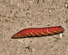 Eumorpha fasciatus