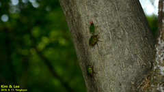 Acanthosoma labiduroides
