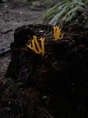 Calocera viscosa