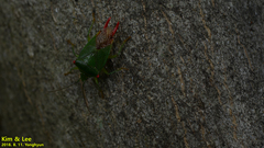 Acanthosoma labiduroides