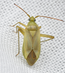Adelphocoris lineolatus