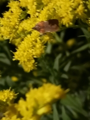 Plodia interpunctella