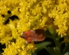 Plodia interpunctella