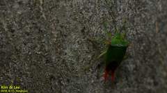 Acanthosoma labiduroides