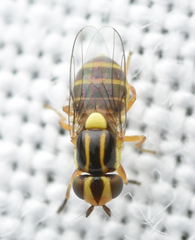Thaumatomyia notata