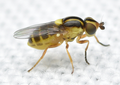 Thaumatomyia notata