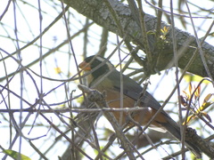 Saltator aurantiirostris