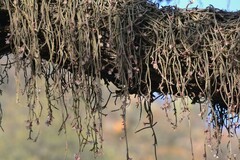 Lepismium lumbricoides