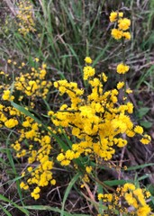 Acacia spinescens
