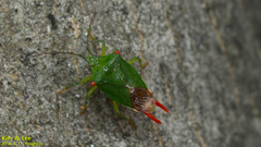 Acanthosoma labiduroides