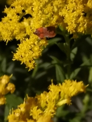 Plodia interpunctella