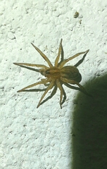 Trochosa