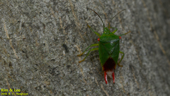 Acanthosoma labiduroides