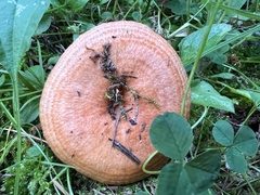 Lactarius olympianus