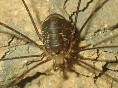 Leiobunum ventricosum