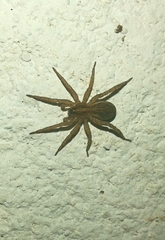 Trochosa