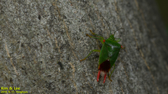 Acanthosoma labiduroides