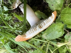 Lactarius olympianus