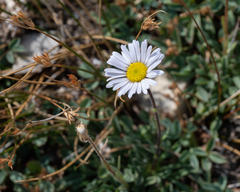 Erigeron glacialis