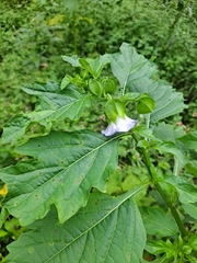 Nicandra physalodes